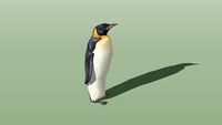 King Penguin (Aptenodytes patagonicus)