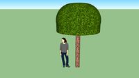 Umbrella Tree