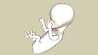 foetus unborn baby