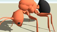 Ant