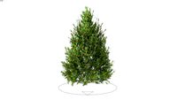 Ilex opaca - American Holly (15ft)