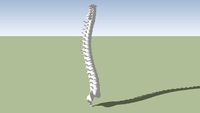 Vertebral column (Spine)