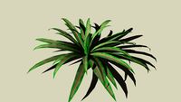 Spider Plant