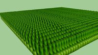 Grass