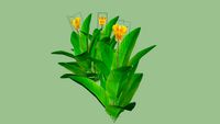 canna lily