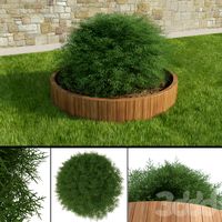 Thuja