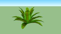 asplenium nidus