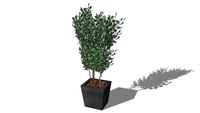 Plante stabilisée Eucalyptus Populus vert 220cm ref: POPEVAR220
