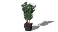 Plante stabilisée Eucalyptus Populus vert 180cm ref: POPEVAR180