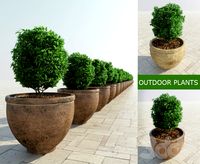 Outdoor Plants #2