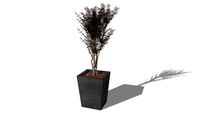 Plante stabilisée Eucalyptus Parvifolia rouge ref: PARERAR180