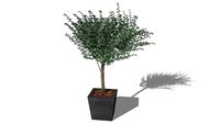 Plante stabilisée Eucalyptus Gunny vert 180cm ref: GEVAR180