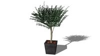 Plante stabilisée Eucalyptus Gunny vert 220cm ref: GEVAR 220