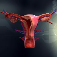 Human Female Reproductive Organ Anatomy3d model
