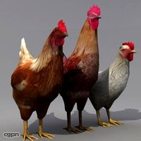 Rooster and Hens3d model