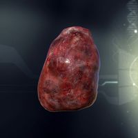 Human Spleen Anatomy3d model