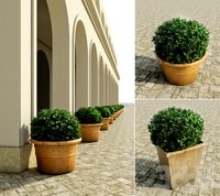 Outdoor Plants 3