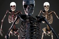 Skeleton Humanoid