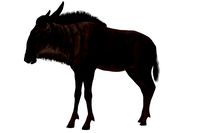 Wildebeest African