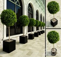 Amazing Outdoor Bushes