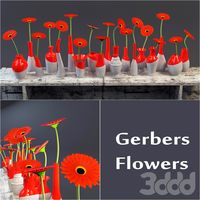 Gerbers Flowers