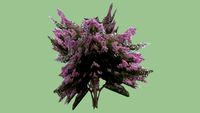 Crape Myrtle Tree