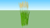 feather reed grass