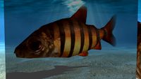 Distichodus African Fish