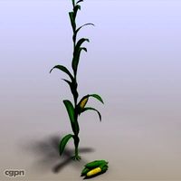 Corn3d model