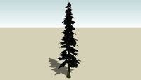 Fir Tree