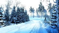 Snow Scene3d model
