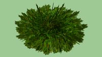 Low Growing Juniper
