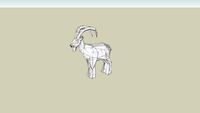 Ibex (adult male)