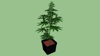 'Shiva Skunk' Plant in pot.