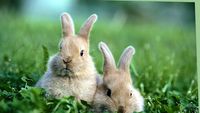 Rabbits