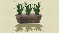 Face-Me planter (Medium Poly)