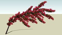 Bougainvillea branch