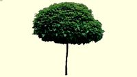 Catalpa