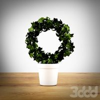 Ivy pot