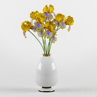 Ирисы бородатые