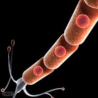 Neuron cell3d model
