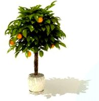 3D Model Tangerine tree
