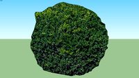 2D Boxwood 'Korean'