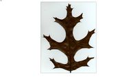 Red Oak Leaf