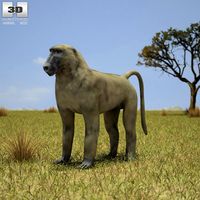 3D model of Chacma Baboon