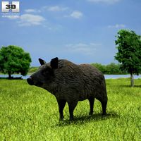 3D model of Boar
