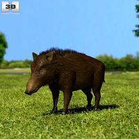 3D model of Wild Boar