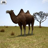 3D model of Camel Bactrian