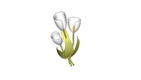 Fleurs Arum