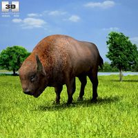 3D model of European Bison